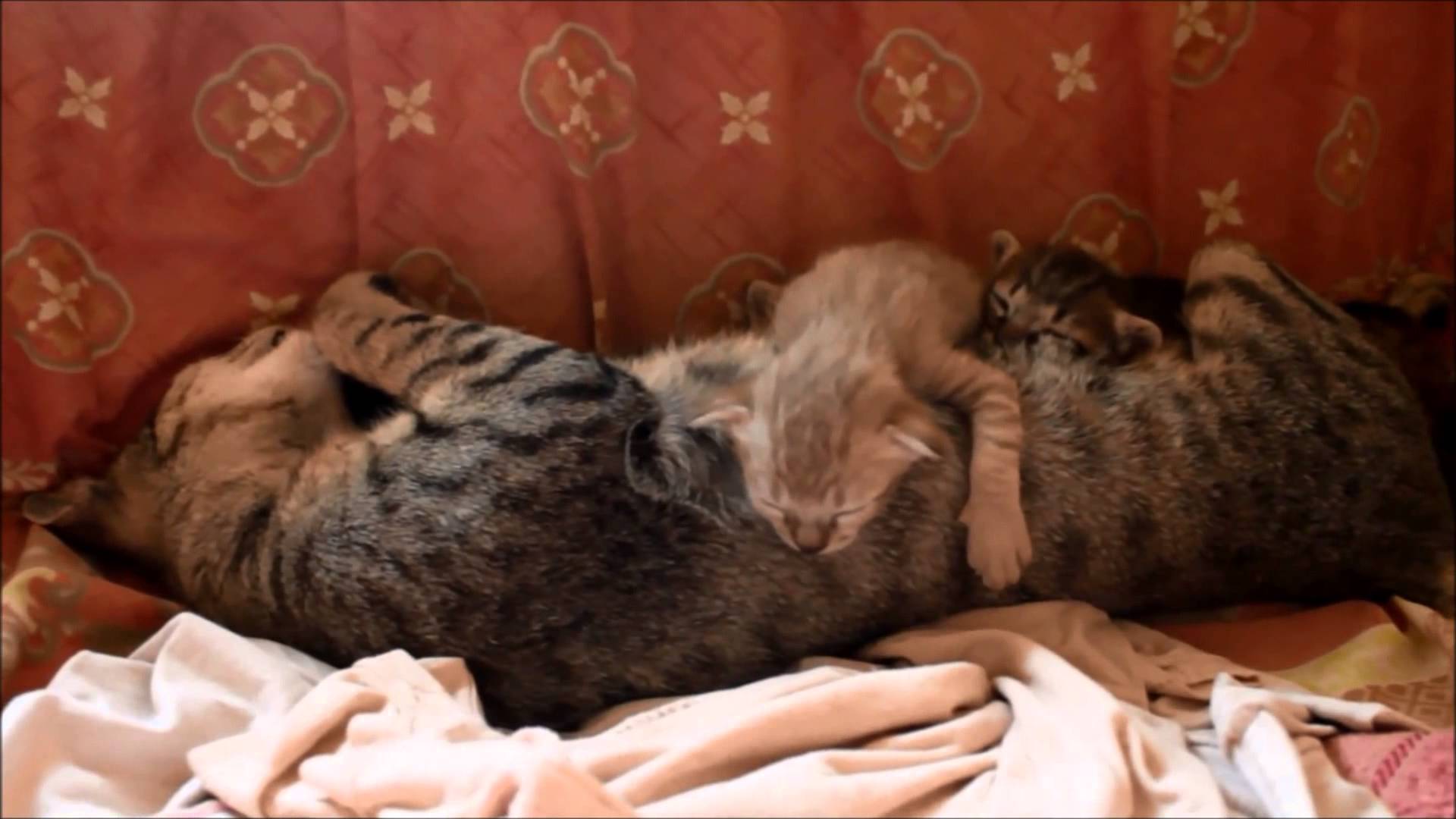 The kitten Cream sleep best on mom (House Cats, CC BY)