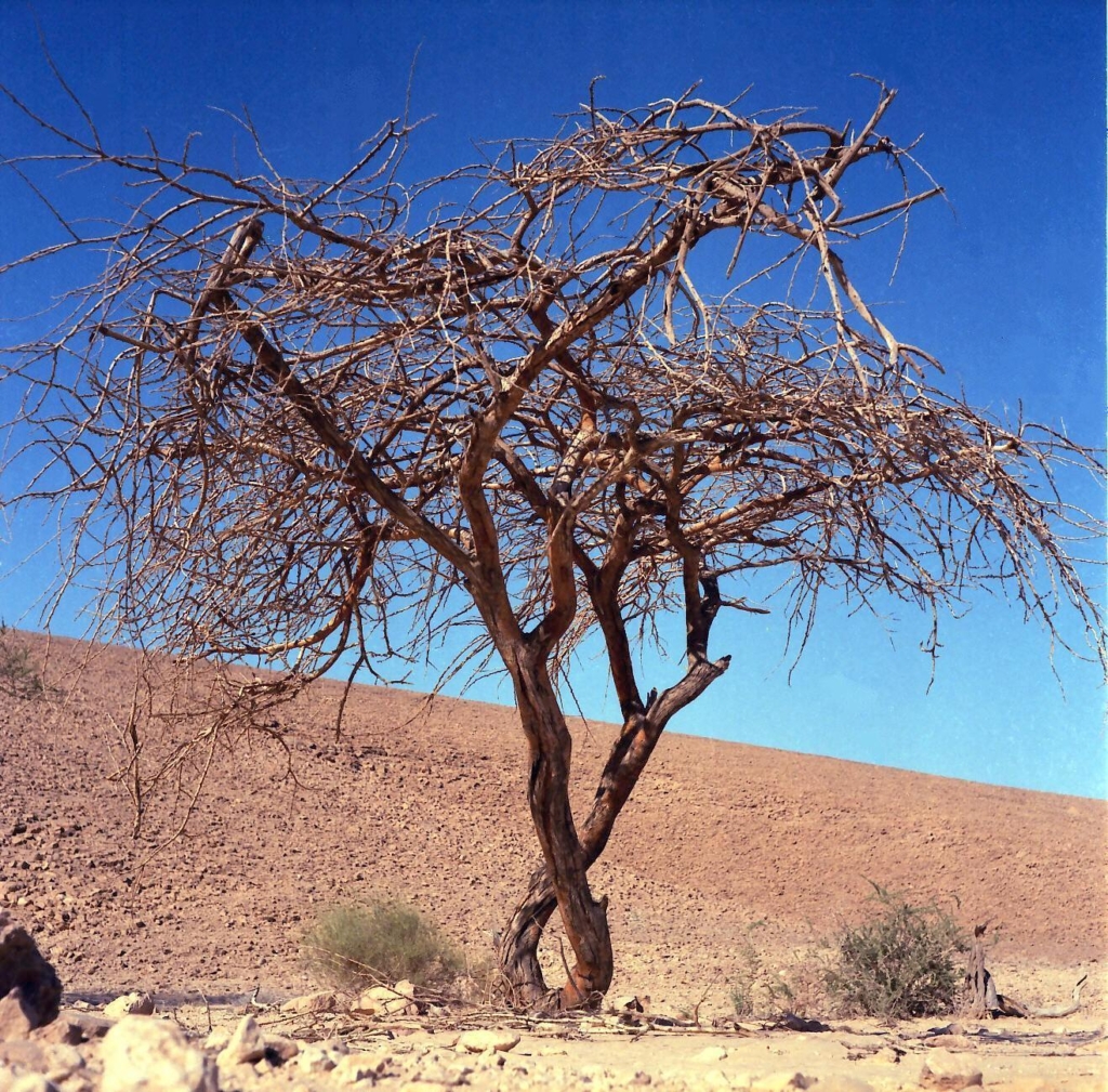 Acacia Tree, Negev, by Joost J. Bakker (licensed CC-BY)