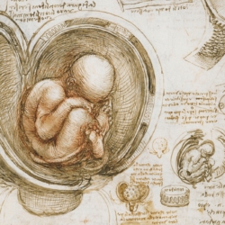 Detail from Studies of the Foetus in the Womb by Leonardo da Vinci, circa 1510-13.