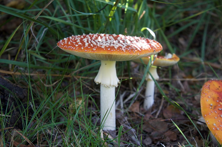 Fly Agaric, scarlet cap, white stem (credit: Hippopx, license: CC0)