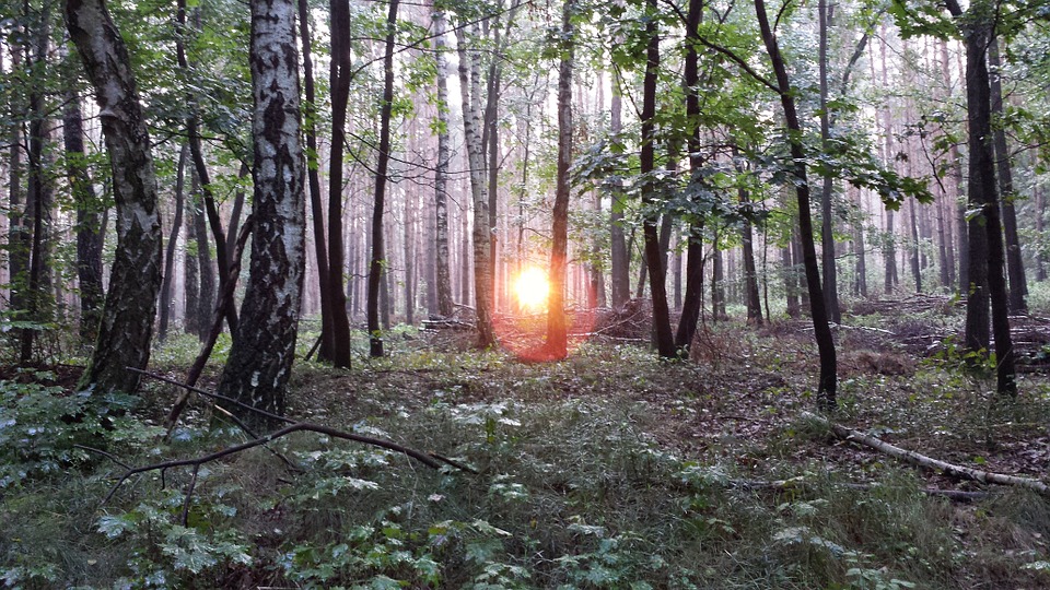 "Morning Birch Forest Sunrise Forest" (credit: blickpixel, license: CC0)