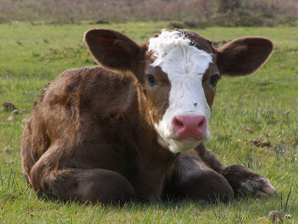 A calf in England, New Forest national park. (credit: Jim Champion, license: CC BY-SA)