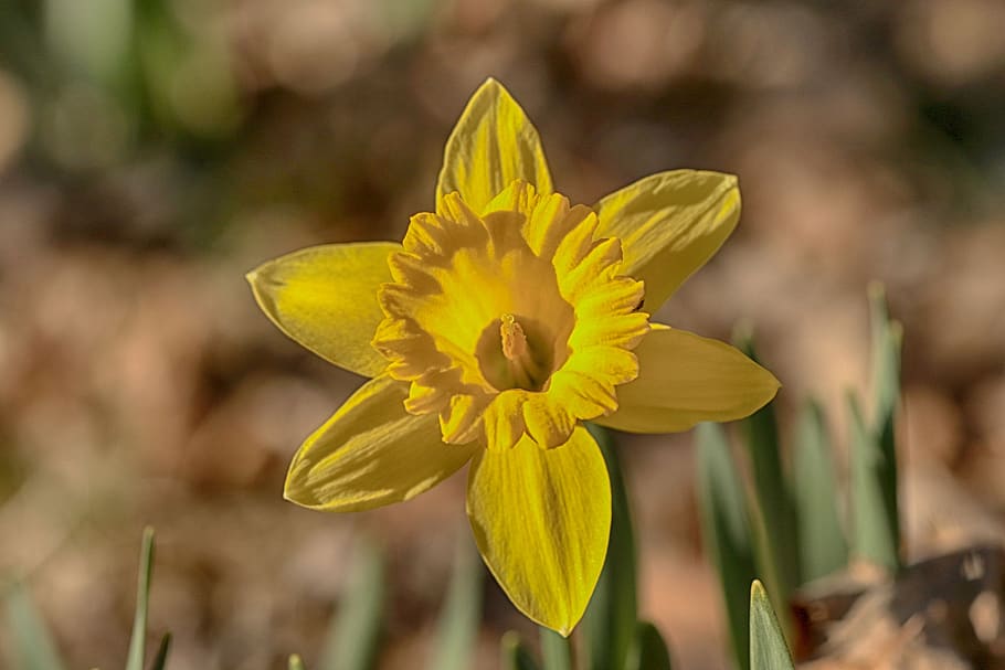 Daffodil (credit: n/a, license: CC0)