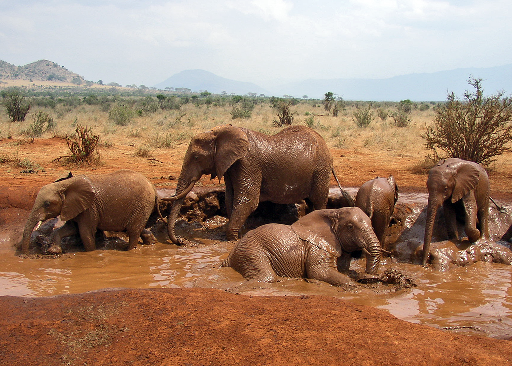 Family of African Bush Elephants taking a mud bath in Tsavo East National Park, Kenya. (credit: Mgiganteus, license: CC BY-SA)