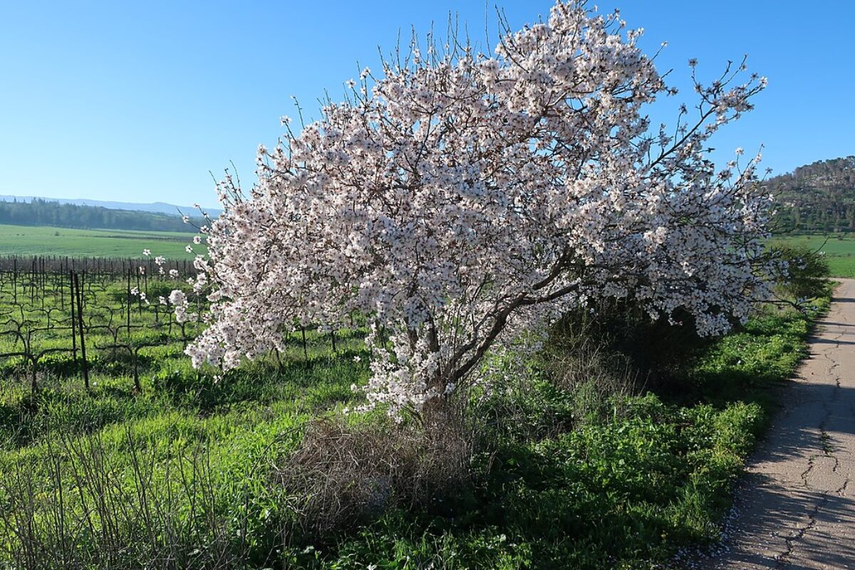 Миндальное дерево в Израиле