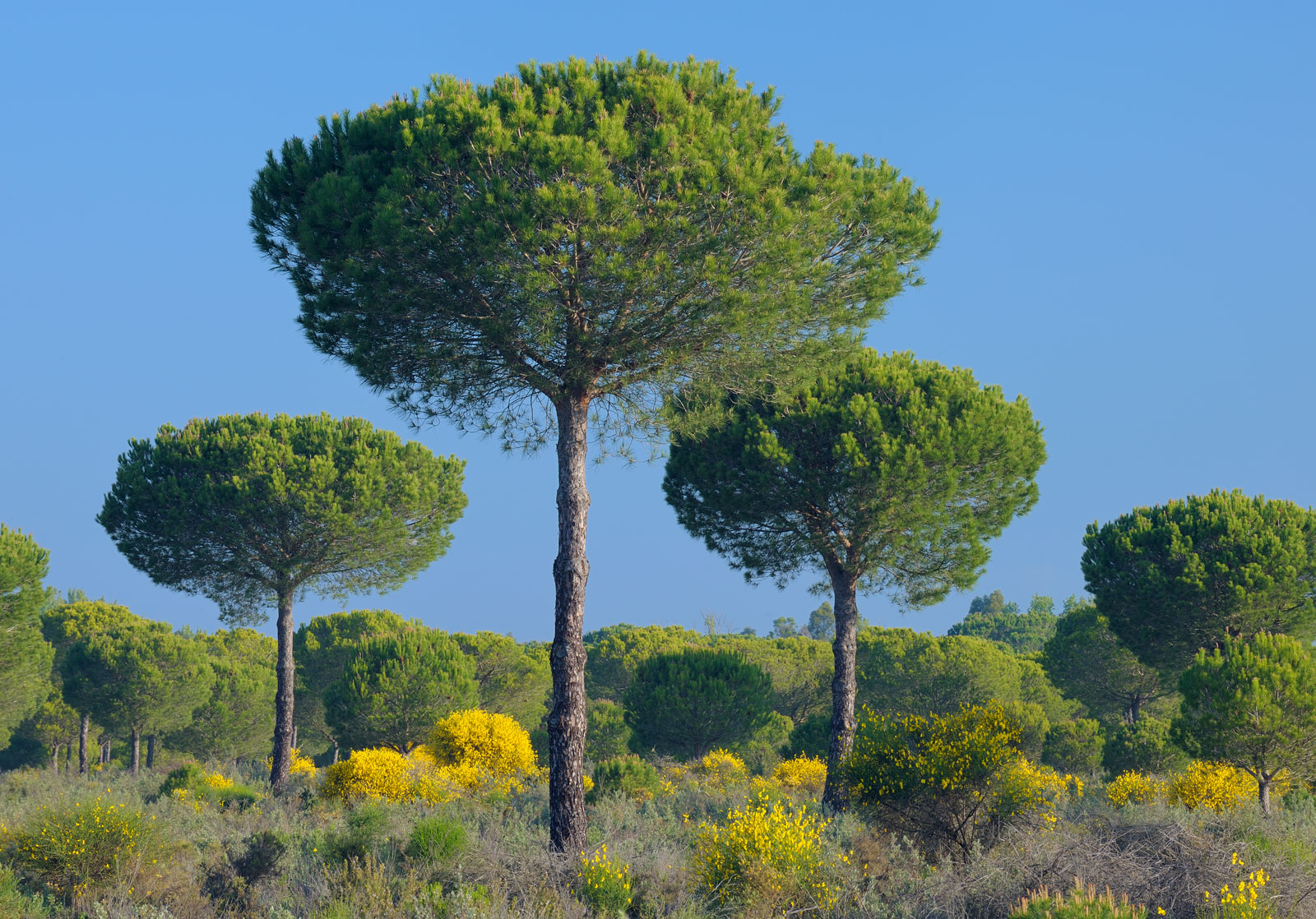 Stone-pines-Donana-National-Park-Spain-Seville