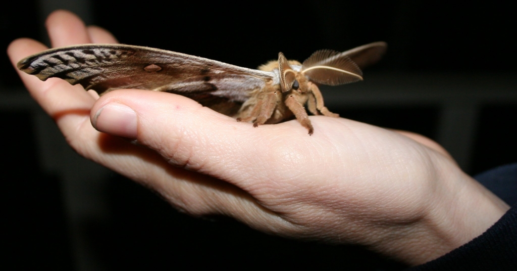Big moth from the front (credit: Sean Hoyer, license: CC BY-NC-ND)