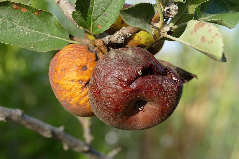 apple-fruit-flora-food (credit: n/a, license: CC0)