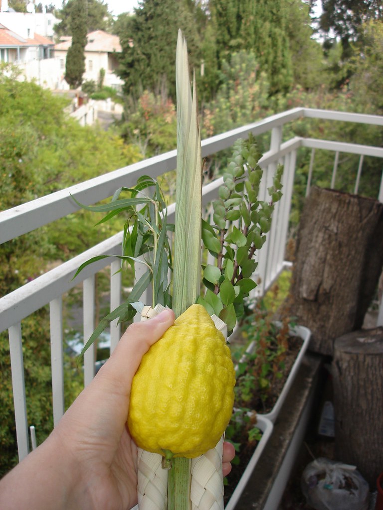 Etrog in Action (Rahel Jaskow CC BY-NC-ND)