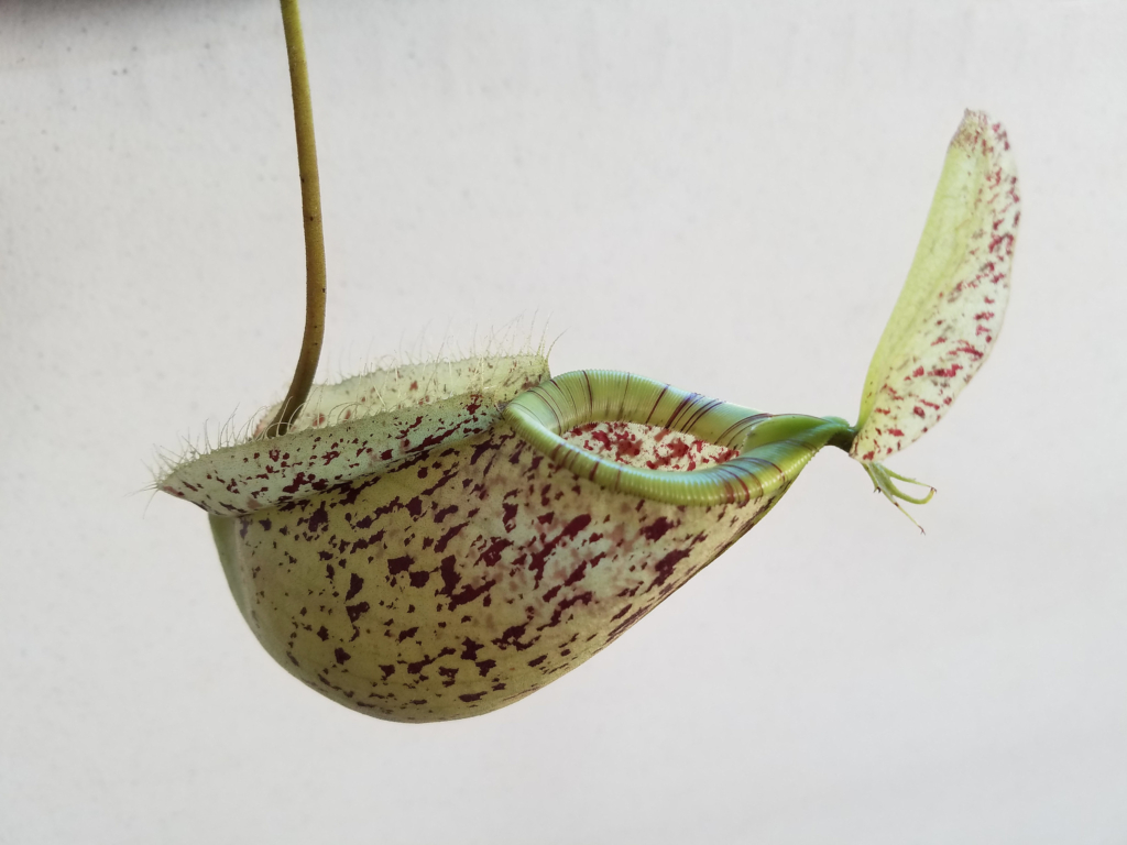 Nepenthes x hookeriana (credit: David Eickhoff, license: CC BY-NC-SA)
