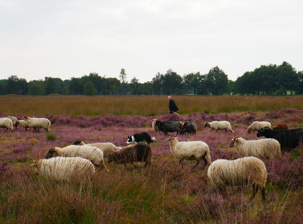 Sheep, shepherd, lamb, hey, heather (credit: AJEL, license: CC0) -- slightly cropped