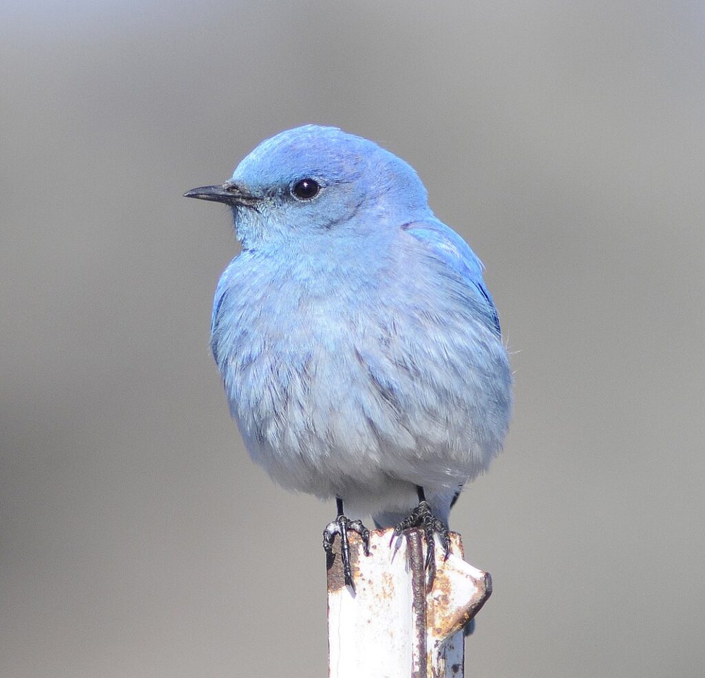 Western Bluebird (Sialia mexicana), male, central Oregon (credit: VJAnderson, license: CC BY-SA)