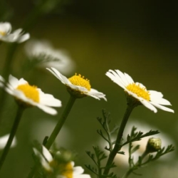 PikiWiki Israel 1405 Common Chamomile קחוון מצוי (credit: שרה גולד, license: CC BY)