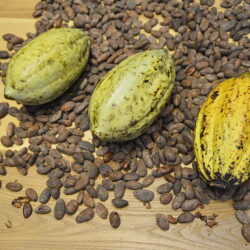 "Three fruits" (cocoa beans, cocoa, display, chocolate, ingredients, brown, three, fruits)