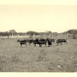 Goats in the Chaco. H.S. Bender Photographs. HM4-083 Box 1 Folder 3 Photo 26. Mennonite Church USA Archives - Goshen. Goshen, Indiana.
