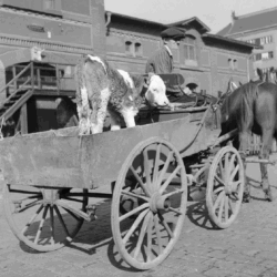 Prague 1946, central slaughterhouse in Holesovice. Farmer brings his calf aboard a farm wagon to be slaughtered