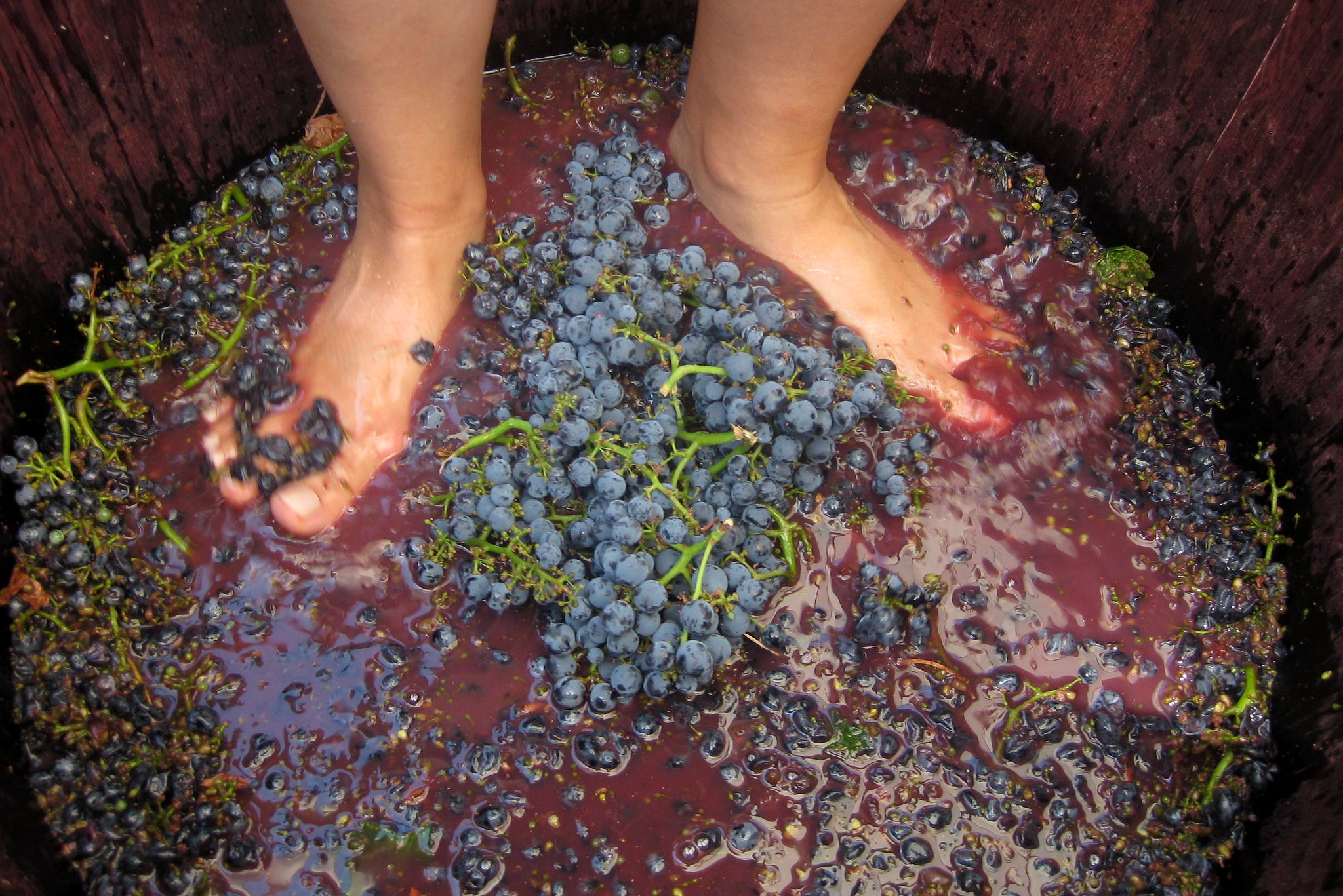 Grape Stomping, Grgich Hills Estate, Rutherford, California (Wally Gobetz, CC BY-NC-SA)