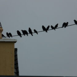 A Murder of Crows (credit: Loz Pycock, license: CC BY-SA)