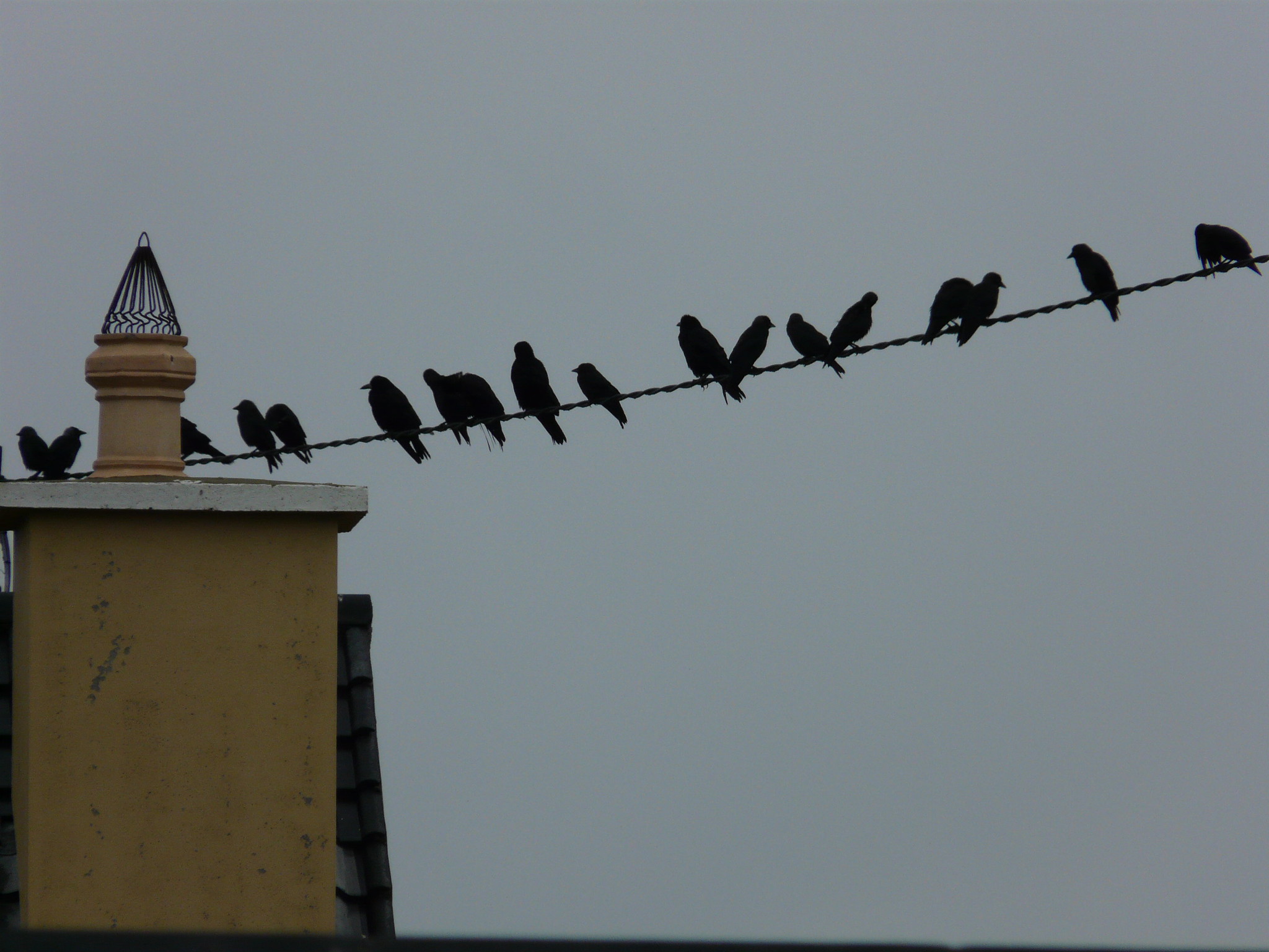 A Murder of Crows (Loz Pycock, CC BY-SA)