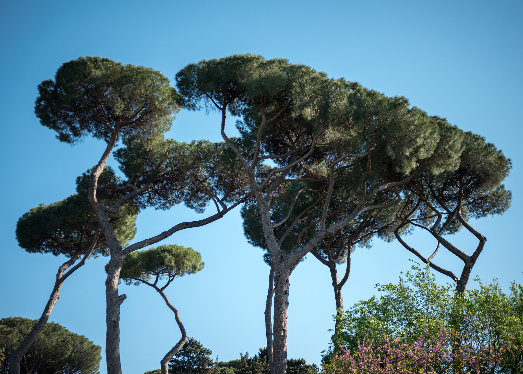 The Seven Trees (ckliger, CC BY-NC-ND)