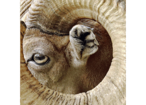 Rosh haShanah la-Behemah
